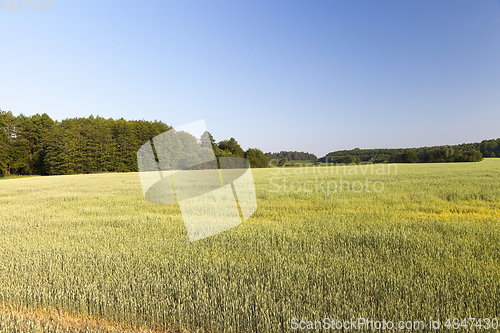 Image of green unripe cereal