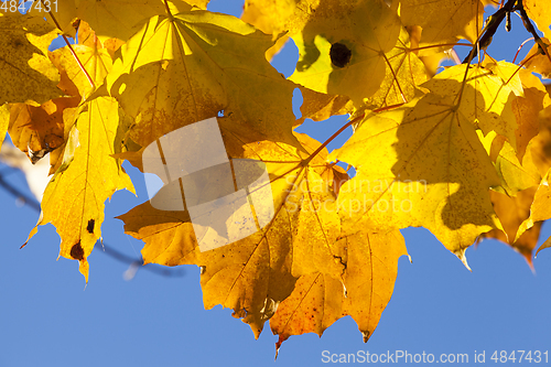 Image of color maple leaves