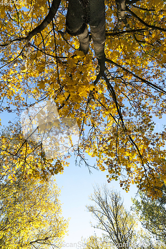 Image of autumn forest.