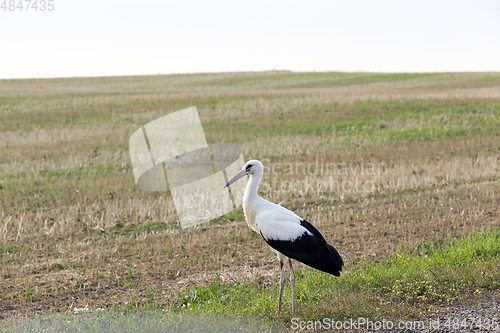 Image of bird on the field