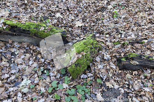 Image of Old logs, close-up