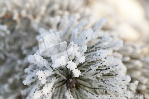 Image of snow on pine