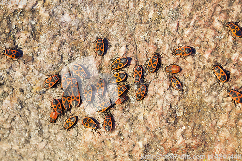 Image of multicolored stone, close-up