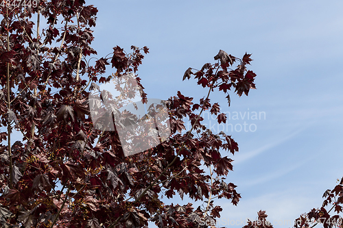 Image of red maple tree