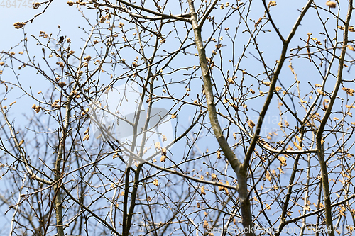 Image of birch grove.