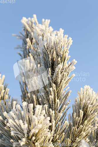 Image of Fir-tree top