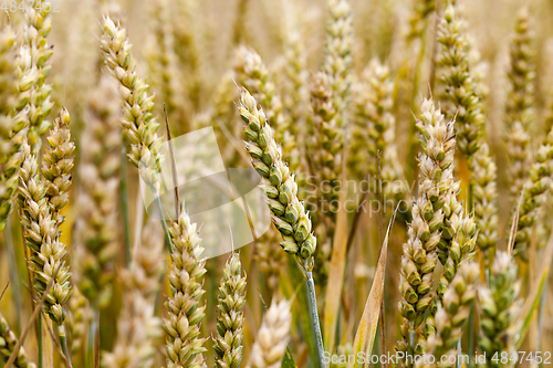 Image of ripen wheat