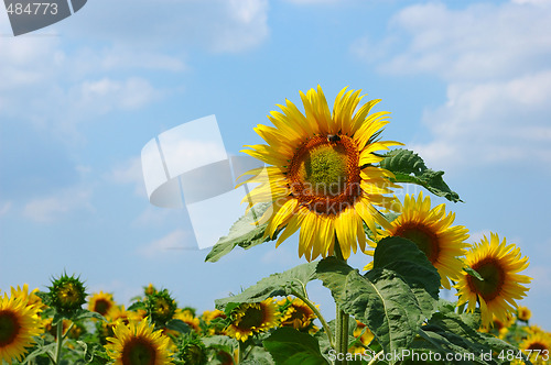 Image of Sunflower