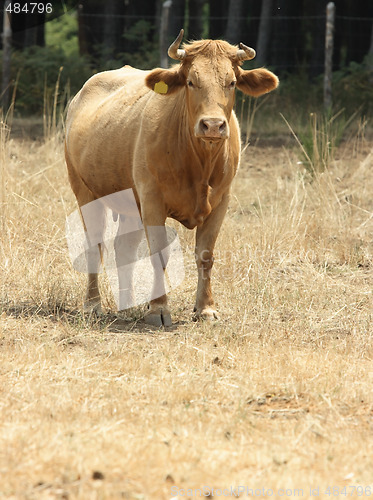 Image of Red cow