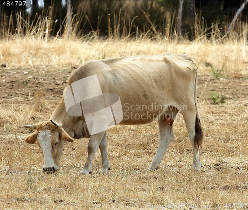 Image of Red cow