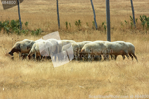 Image of Flock of sheep