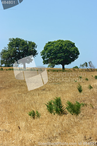 Image of Two green trees on yellow field