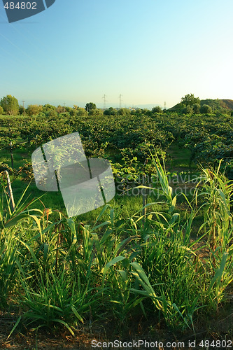 Image of Kiwi garden