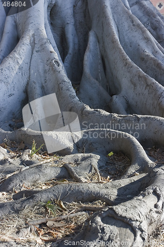 Image of Tree roots