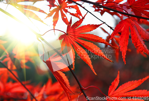 Image of Bright red Japanese maple or Acer palmatum leaves and sunlight