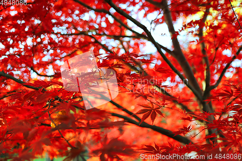 Image of Bright Japanese maple or Acer palmatum leaves on the autumn gard