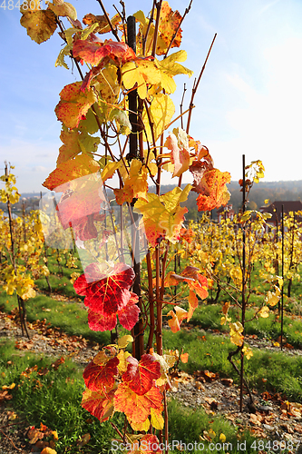 Image of Autumn bright colorful bush of grape 