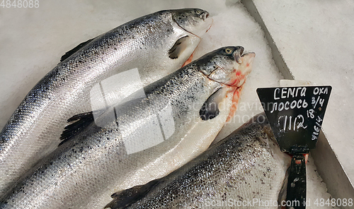 Image of Fresh cooled salmon fish on ice for sale in market