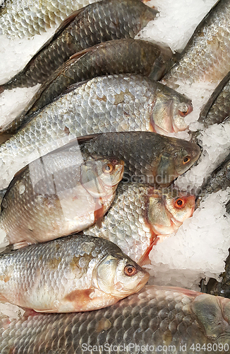 Image of Cooled fish on ice for sale in market