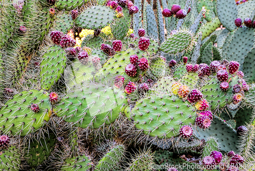 Image of Prickly pear cactus with fruits