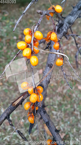 Image of Dry autumn branch with bright berries of sea buckthorn