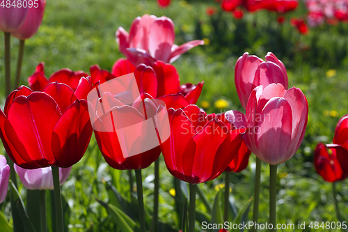 Image of Beautiful bright red and pink spring tulips glowing in sunlight