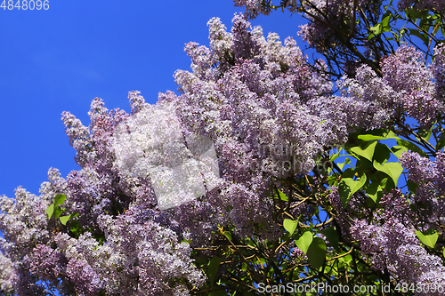 Image of Beautiful spring branches of blooming lilac bush