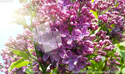 Image of Beautiful spring flowers of blooming lilac bush in sunlight