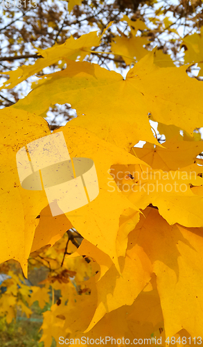 Image of Bright autumn yellow foliage of maple tree