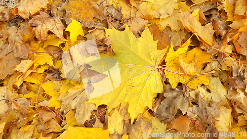 Image of Yellow autumn background from fallen foliage of maple