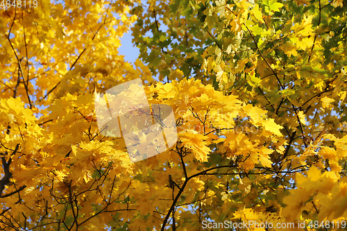 Image of Beautiful golden autumn leaves of maple