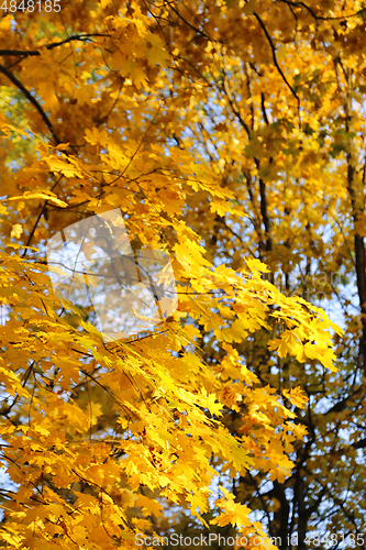 Image of Beautiful golden autumn leaves of maple