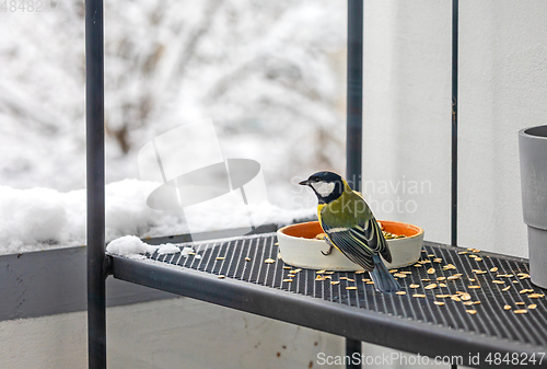 Image of bird feeder with tit