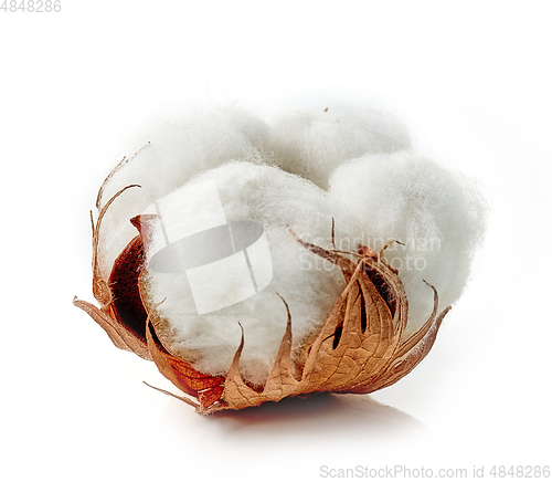 Image of cotton plant flower