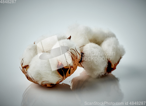 Image of cotton plant flowers