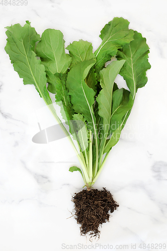 Image of Arugula Plant with Soil Root Ball