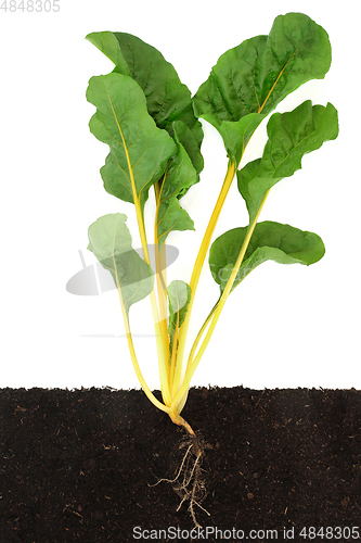 Image of Swiss Chard Cross Section Growing in Soil