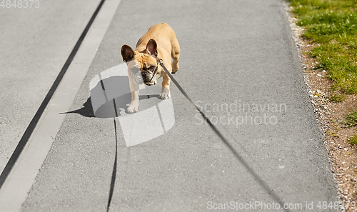 Image of french bulldog dog on leash walking in city