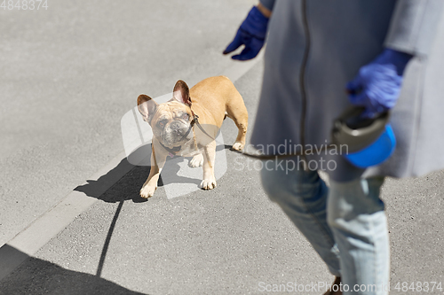 Image of woman with french bulldog dog walking in city