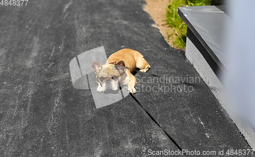 Image of french bulldog dog on leash walking in city