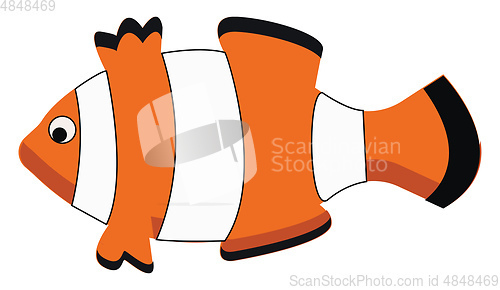 Image of A beautiful white and orange clown fish for the aquarium vector 
