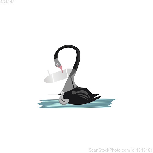 Image of A black swan with its chick vector or color illustration