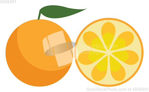 Image of A farm fresh orange fruit to be enjoyed by someone vector color 