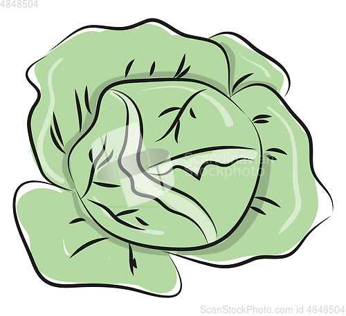 Image of Cabbage freshly picked 
