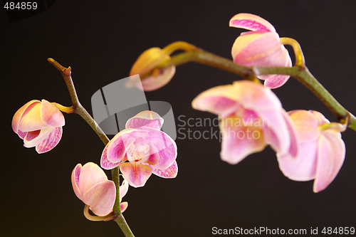 Image of Moth Orchid (Phalaenopsis orchidaceae)