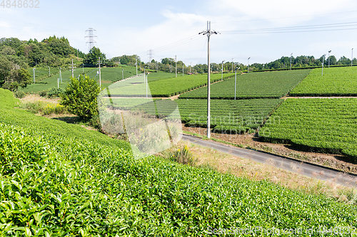 Image of Beautiful fresh green tea plantation