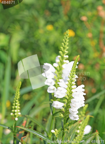 Image of White lupinus