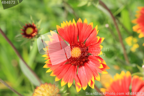 Image of Summer gailardia