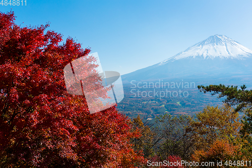 Image of Fuji and maple