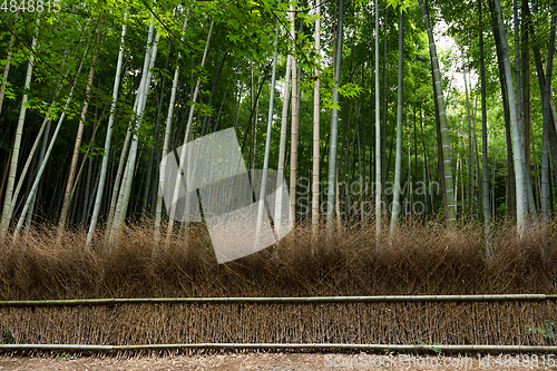 Image of Bamboo forest, Arashiyama